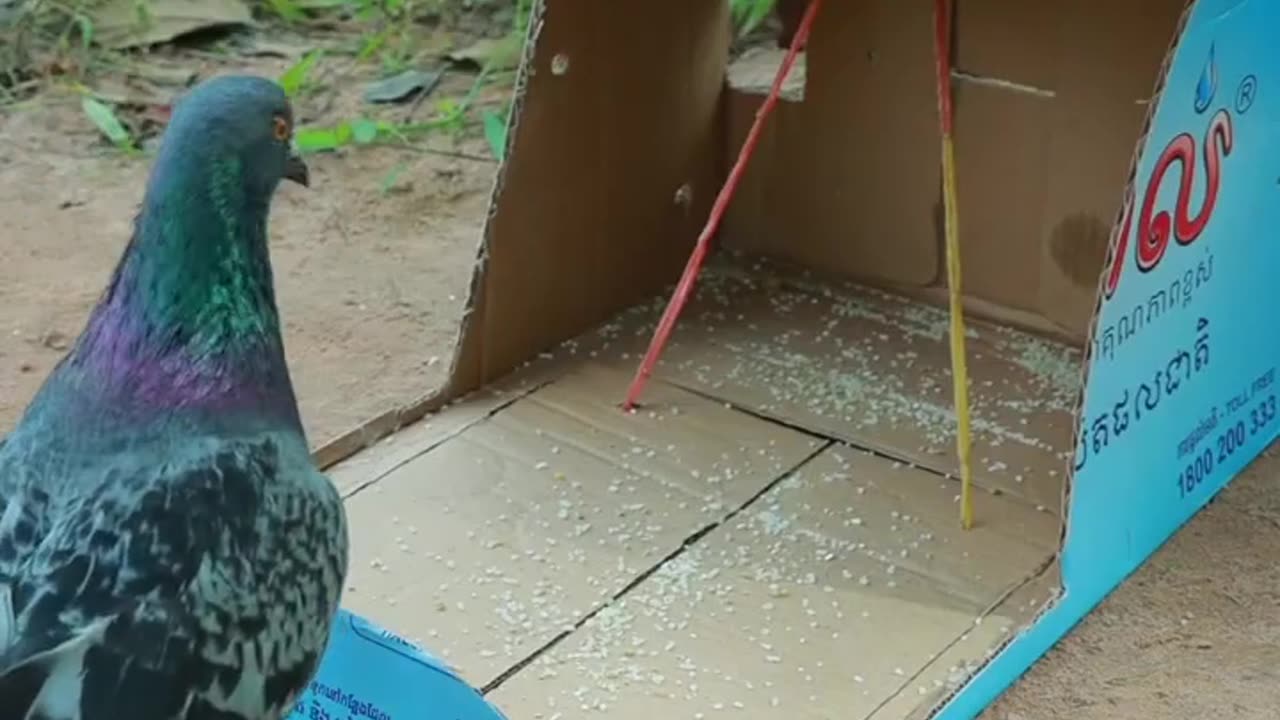 Amazing Underground Bird Trap