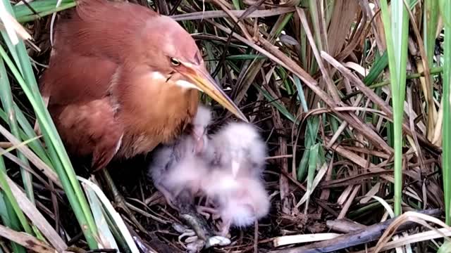 Cute Little Babies Enget Feeding from MOM