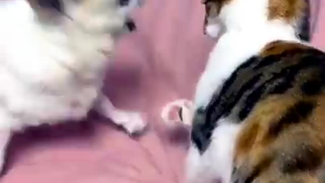 Best funny videos of animals in the world 2