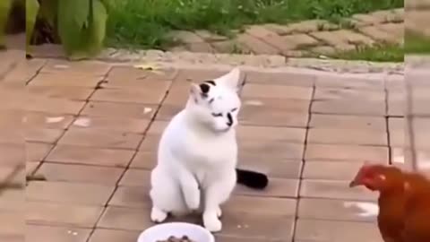 funny #funnyvideo #cat