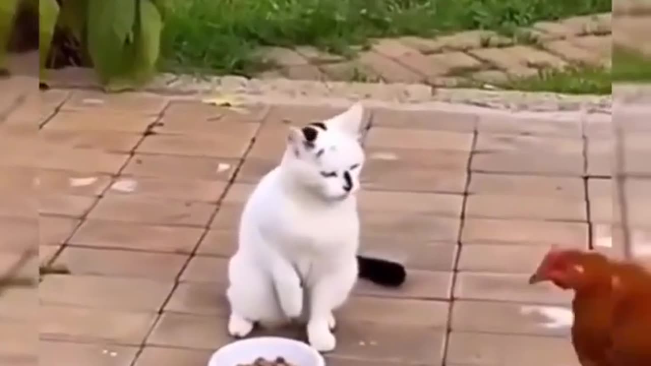 funny #funnyvideo #cat