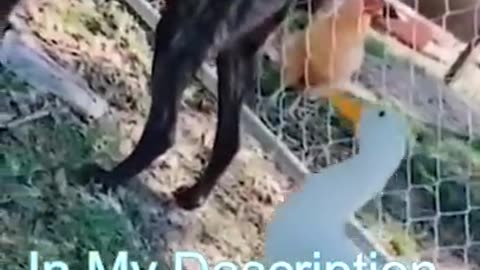 Very funny animal video