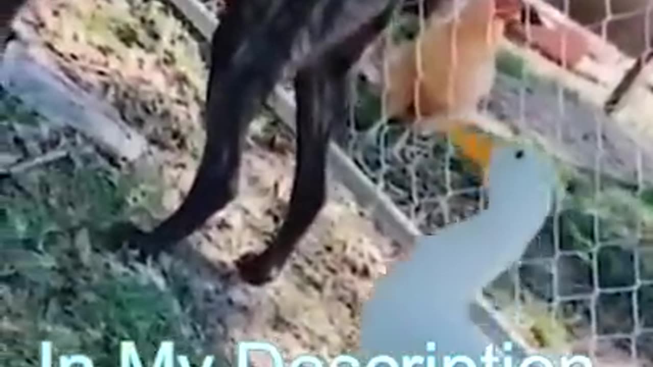 Very funny animal video