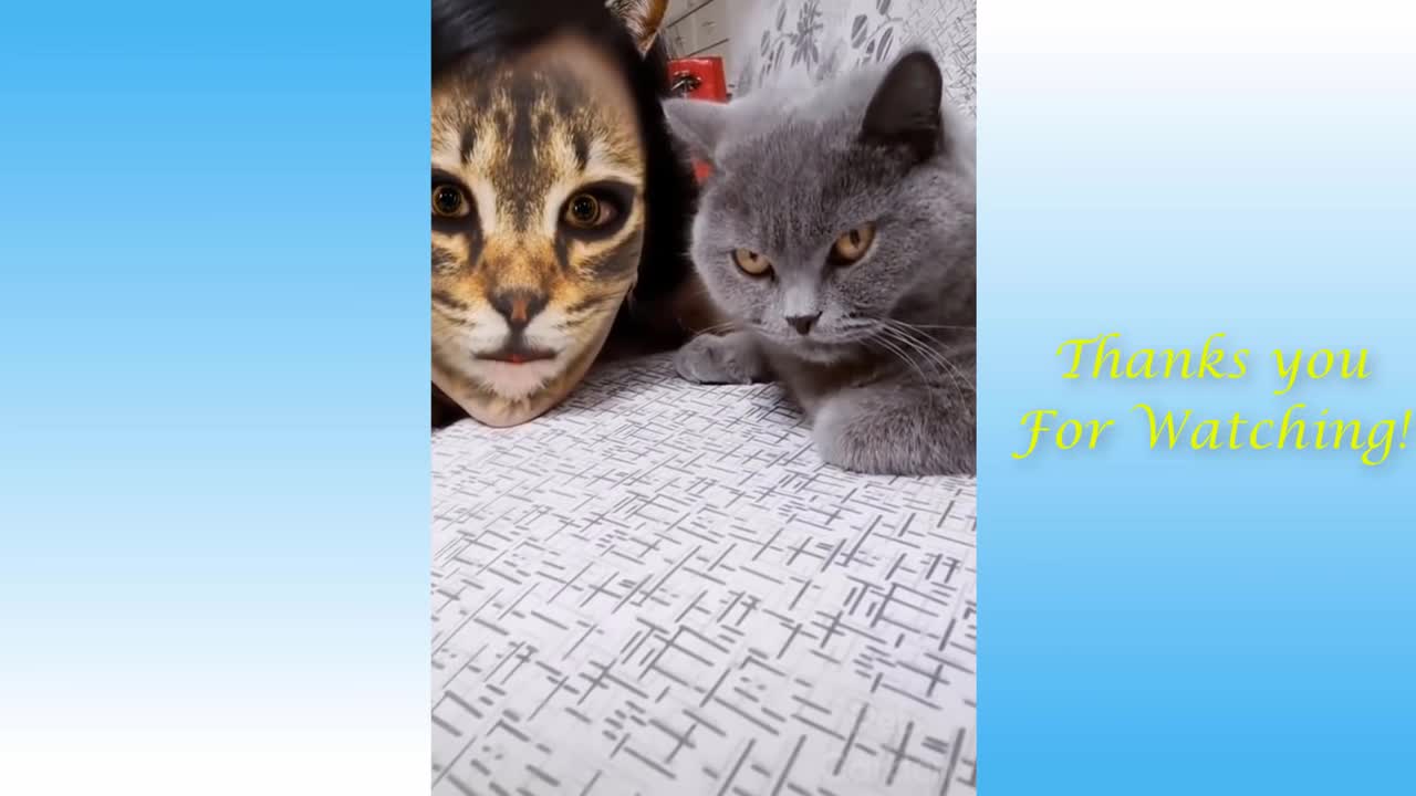 Omg So Cute And awesome Cats Best Funny Cat Video