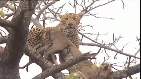 Hyenas DieTragic when They Dare To Despise Lion - The Lion Is Too Dangerous