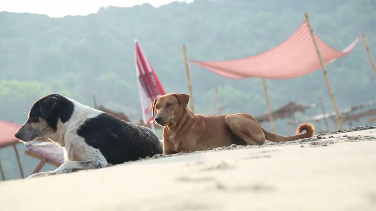 Dogs laying on a sandy beach by the deck chairs