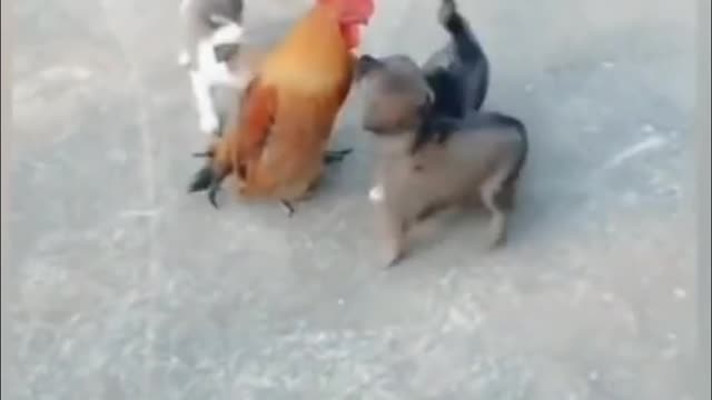 Funny fight chicken vs dogs l compilation