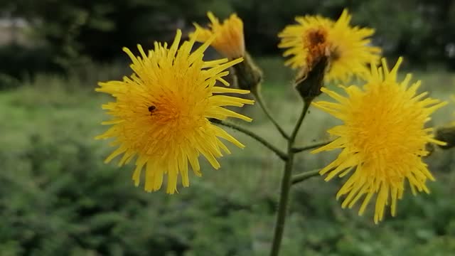 Beautiful dandelions close up shot