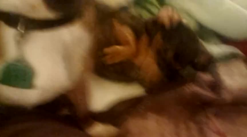 Daschunds playing rough.