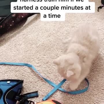 #funnycatsoftiktok#fyp #britishshorthair #