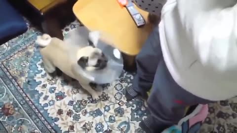 TOP 10 de perritos ladrando - perritos divertidos