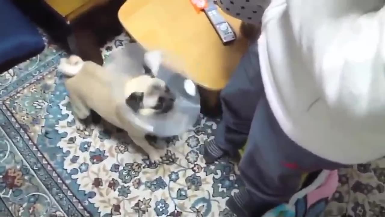 TOP 10 de perritos ladrando - perritos divertidos
