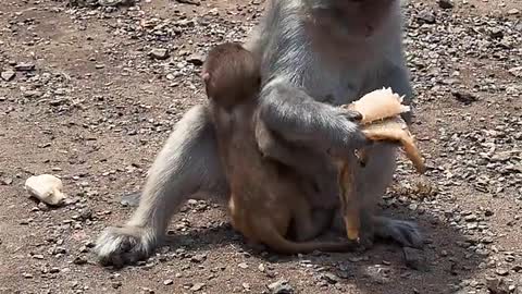 Best Animals Monkey Funny Video 2021 to 2022