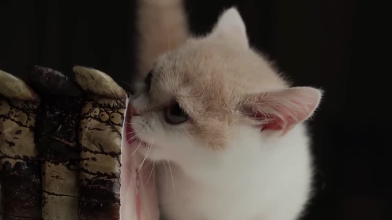 😍wow kitten pack ASMR eat big crocodile