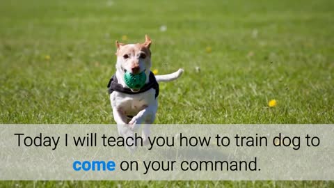 How to train dog to come when called?