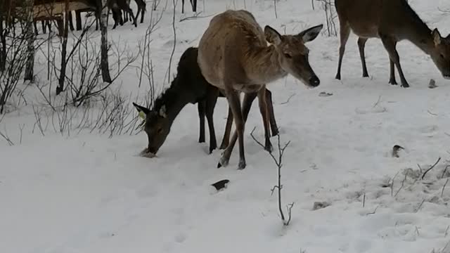 Deer eat