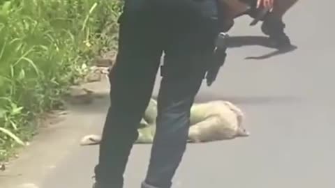 Sloth Crossing a Road