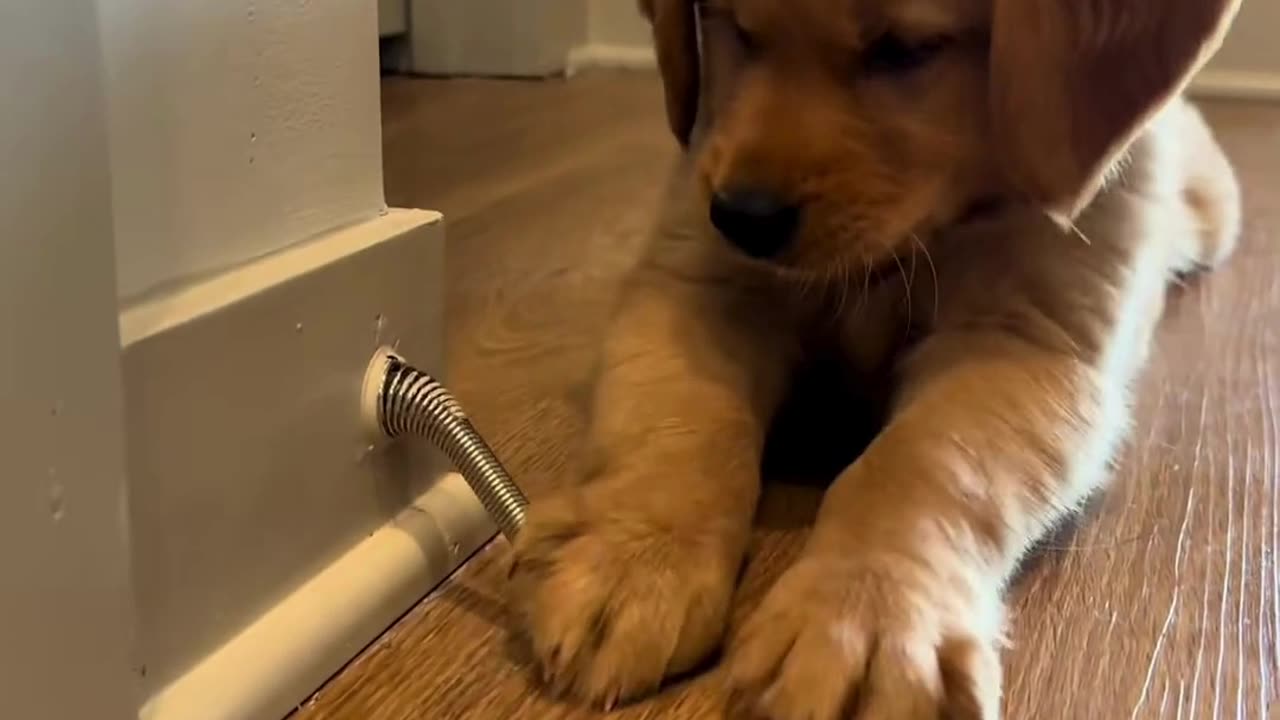 Do you want to see how a Golden Retriever puppy grows?