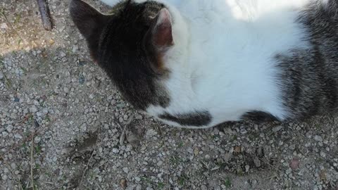 Korean cats love the touch of people.