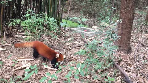 Lesser panda in china