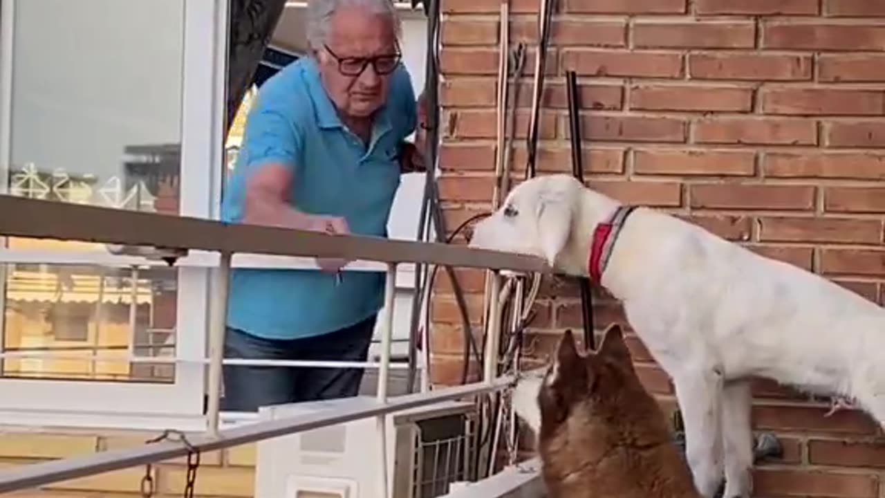 Dogs wait every morning to receive treats from 83-year-old neighbor