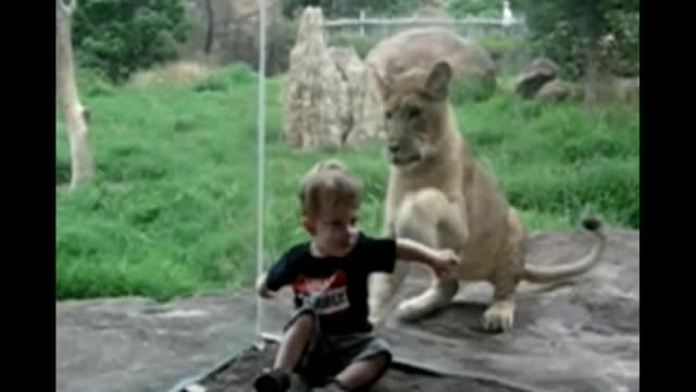 Tiger tries very hard to attack on toddler but he failed to break glass