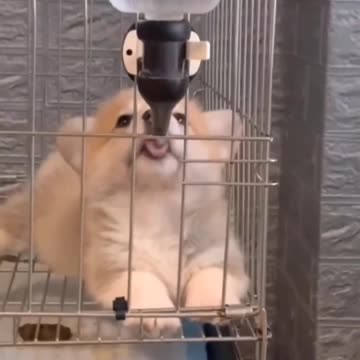 who doesn't want corgii😩💕