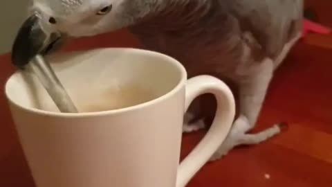 Cute parrot trying to drink coffee