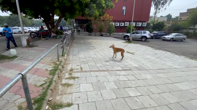 Dog Prank on the street with fake Tiger