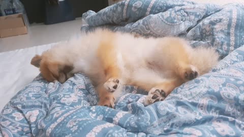 Sleep like a dog