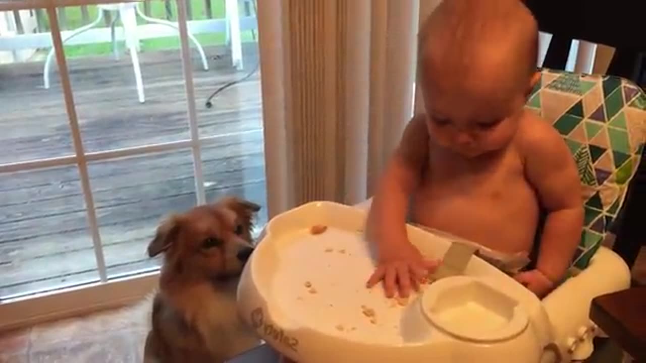 Cutest Babies Play With Dogs And Cats Compilation