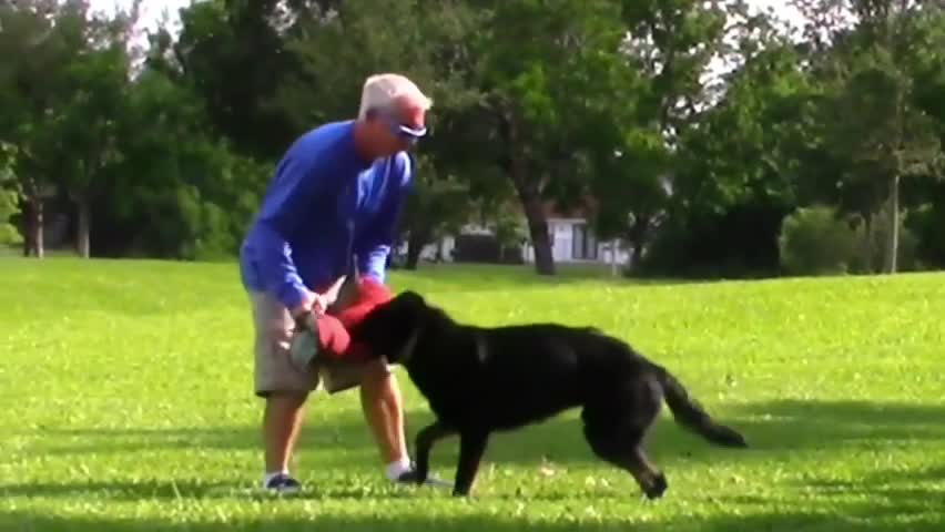 How To Make Dog Become Fully Aggressive With Few Simple Tips