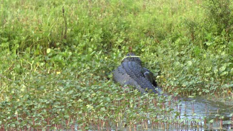 American Alligator walking