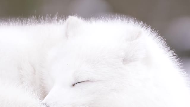 ARCTIC FOXES in the Snow