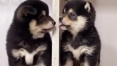 Cute puppies and funny dog