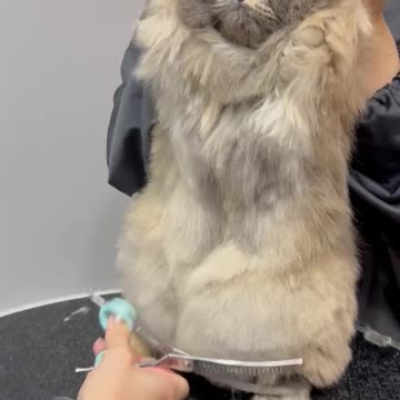 Seems to be enjoying the grooming session 🤣