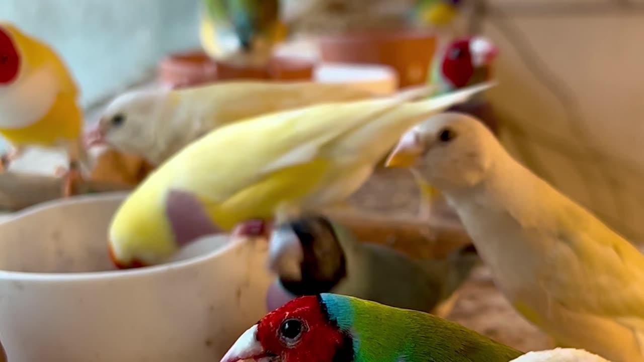 Gouldian Finches - large flock of mix mutations and nature colour birds