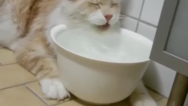 Don't try to hold back Laughter Funny Cats Life Funniest Animals Americas funniest home videos 202