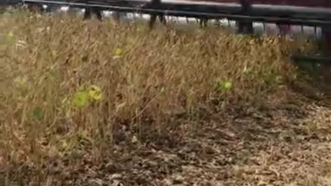 Harvest. Threshing soybeans