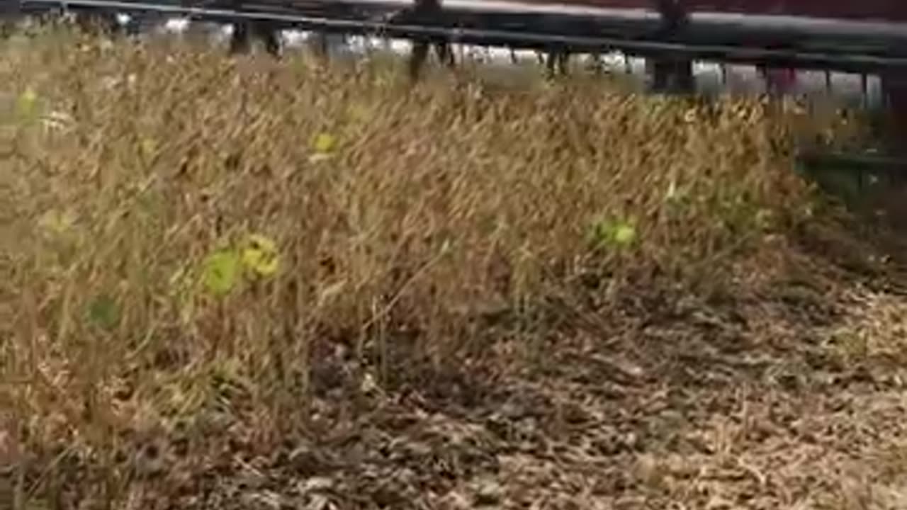 Harvest. Threshing soybeans