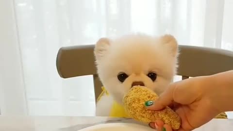 puppy eating chicken legs