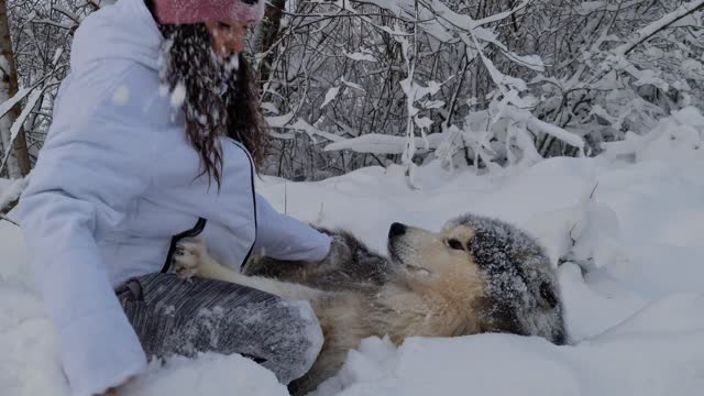 Dogs playing in the snow with owner