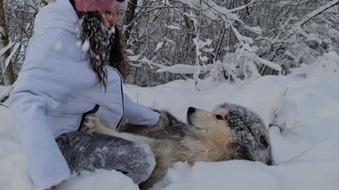 Dogs playing in the snow with owner