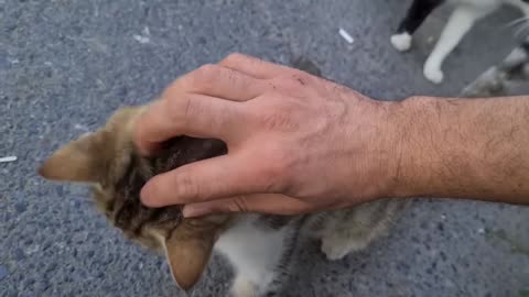 Angry White Cat Encounters A White Dog