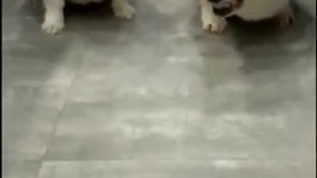 Funny Dog Videos haha :)