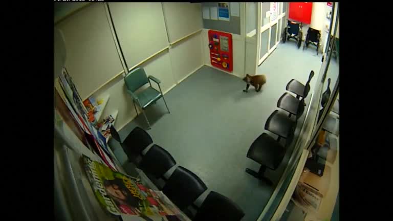 Koala makes surprise visit to Australian hospital