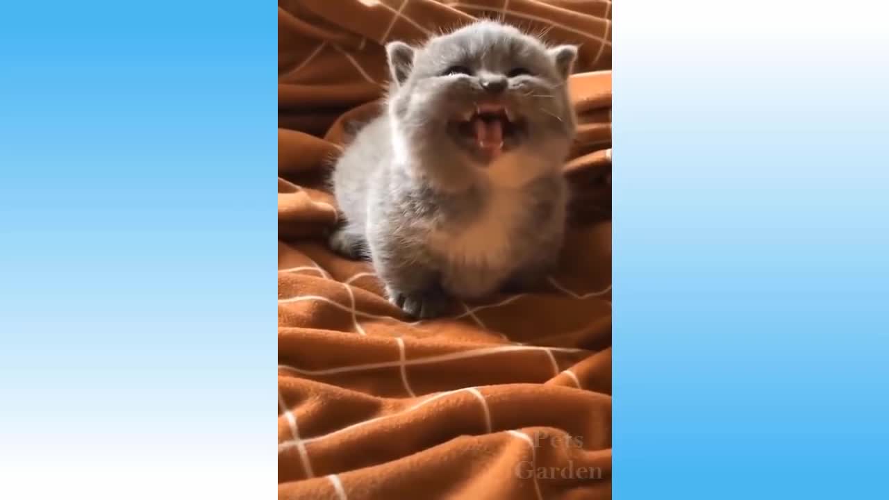 Cute Pets And Funny Animals Compilation. Top funny