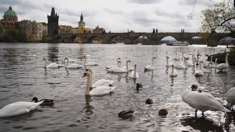 Swans swimming on the banks of a river