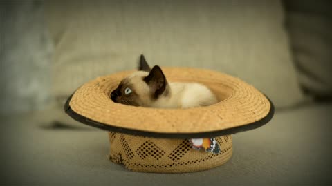 Hat cat