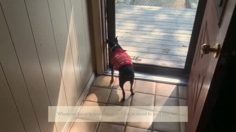 Doggie Depression